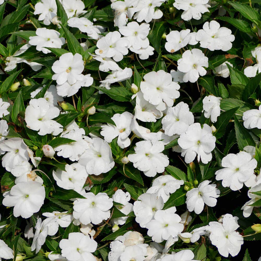 Park Seed Shady Lady II White Hybrid Impatiens Seeds