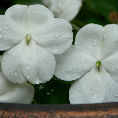 Park Seed Shady Lady II White Hybrid Impatiens Seeds
