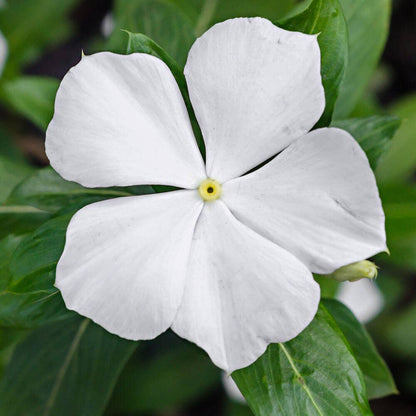 Park Seed Shady Lady II White Hybrid Impatiens Seeds