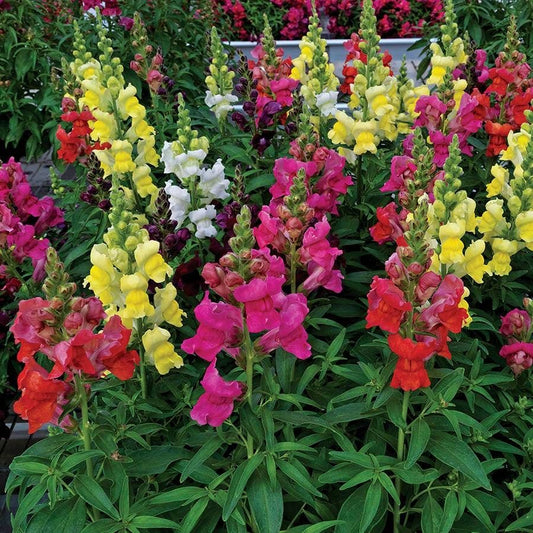 Candy Tops Mix Snapdragon Seeds