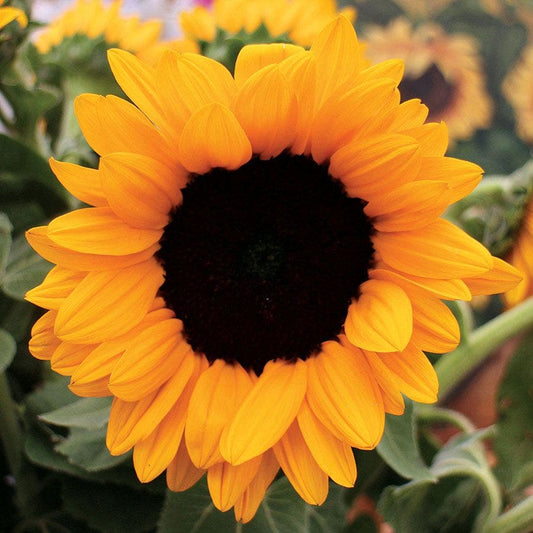 Vincent's® Choice Hybrid Sunflower Seeds