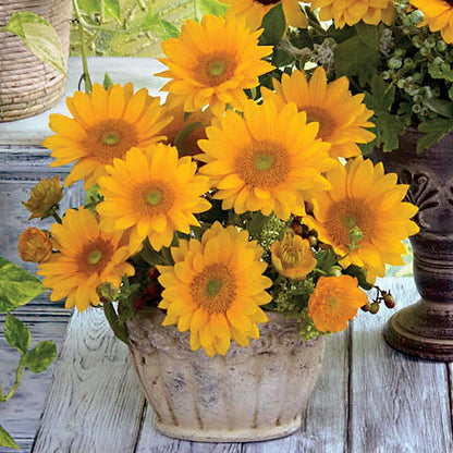 Vincent's® Fresh Hybrid F1 Sunflower Seeds Bulk