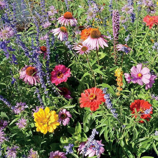 Bumblebee Buffet Wildflower Mix Seeds