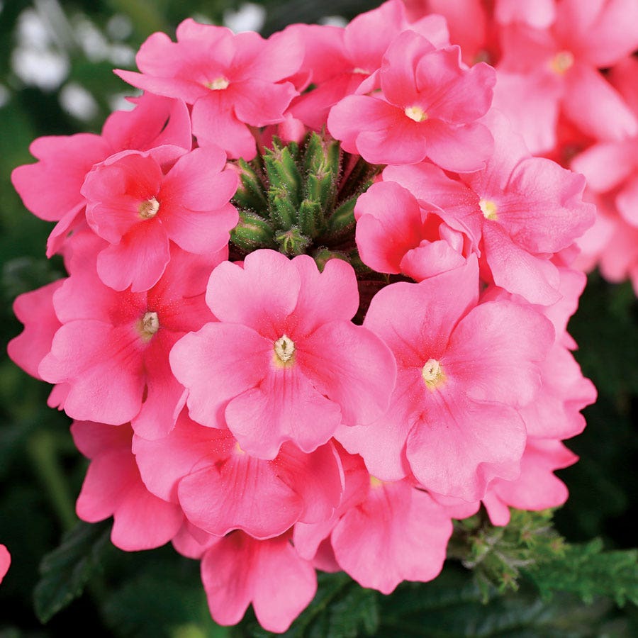 Obsession™ Cascade Pink Shades Verbena Seeds
