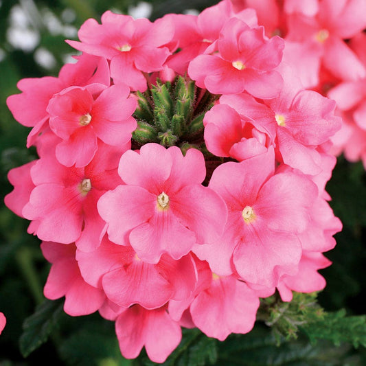 Obsession™ Cascade Pink Shades Verbena Seeds