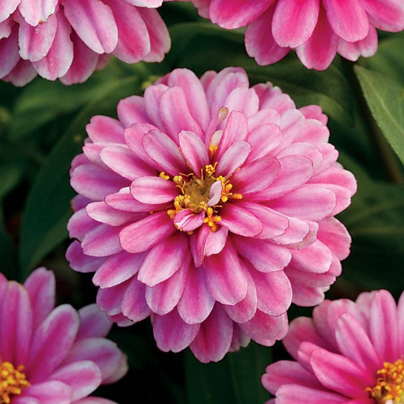 Double Zahara™ Raspberry Ripple Zinnia Seeds – Park Seed