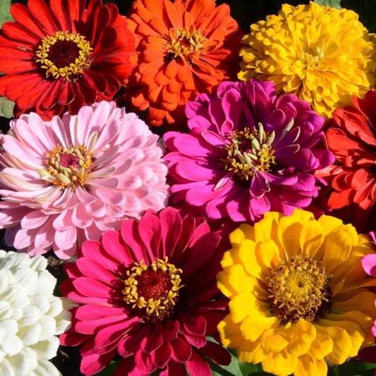 'State Fair' Mix Zinnia Seeds