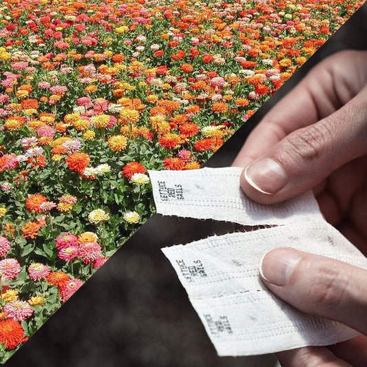 Sow Effortless Collection™ Giant Cactus Zinnia Mix Seed Tape