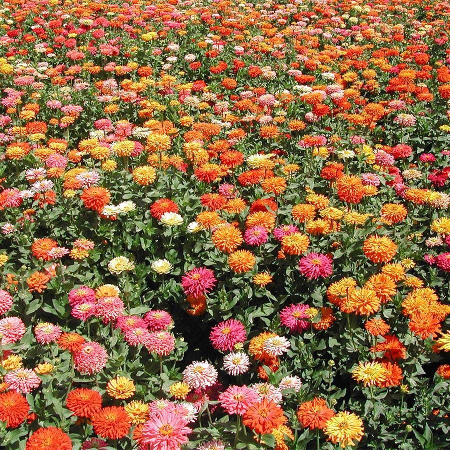 Sow Effortless Collection™ Giant Cactus Zinnia Mix Seed Tape