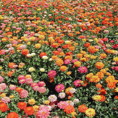 Sow Effortless Collection™ Giant Cactus Zinnia Mix Seed Tape