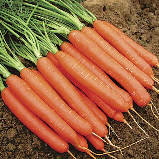 Merida Hybrid Carrot Seed Tape