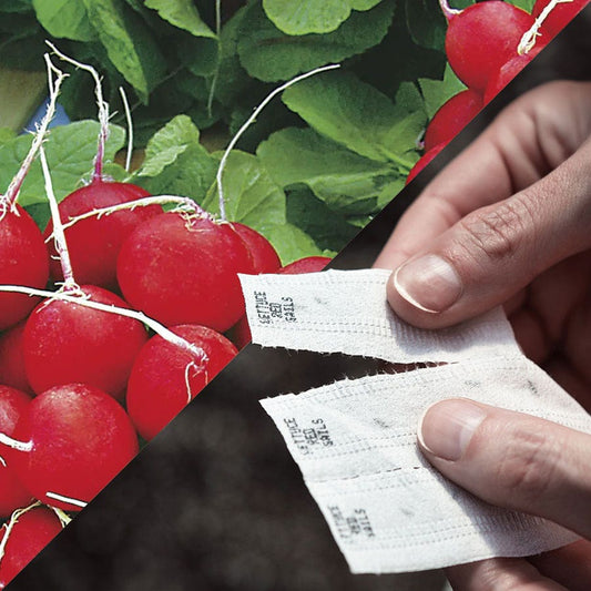 Sow Effortless Collection™ Annabel Hybrid Radish Seed Tape