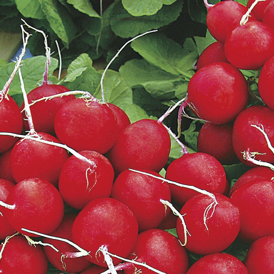 Sow Effortless Collection™ Annabel Hybrid Radish Seed Tape