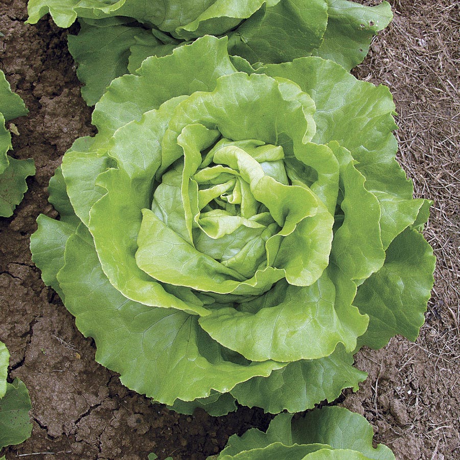 Sow Effortless Collection™ Sylvesta Lettuce Seed Tape