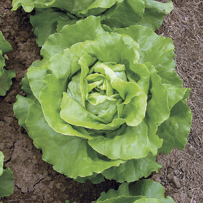 Sow Effortless Collection™ Sylvesta Lettuce Seed Tape