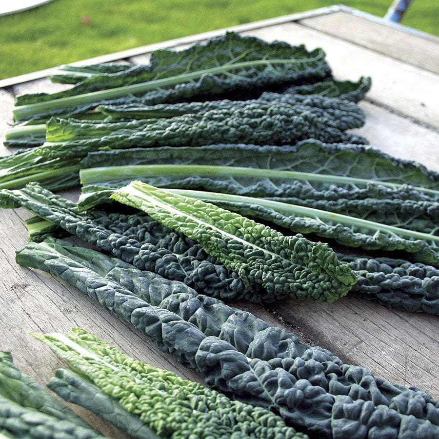 Sow Effortless Collection™ Black Magic Kale Seed Tape