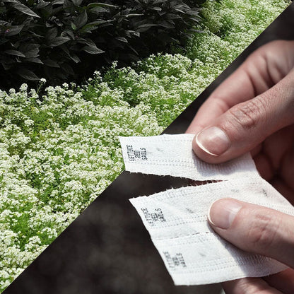 Sow Effortless Collection™ Sweet Alyssum Snow Crystals Seed Tape