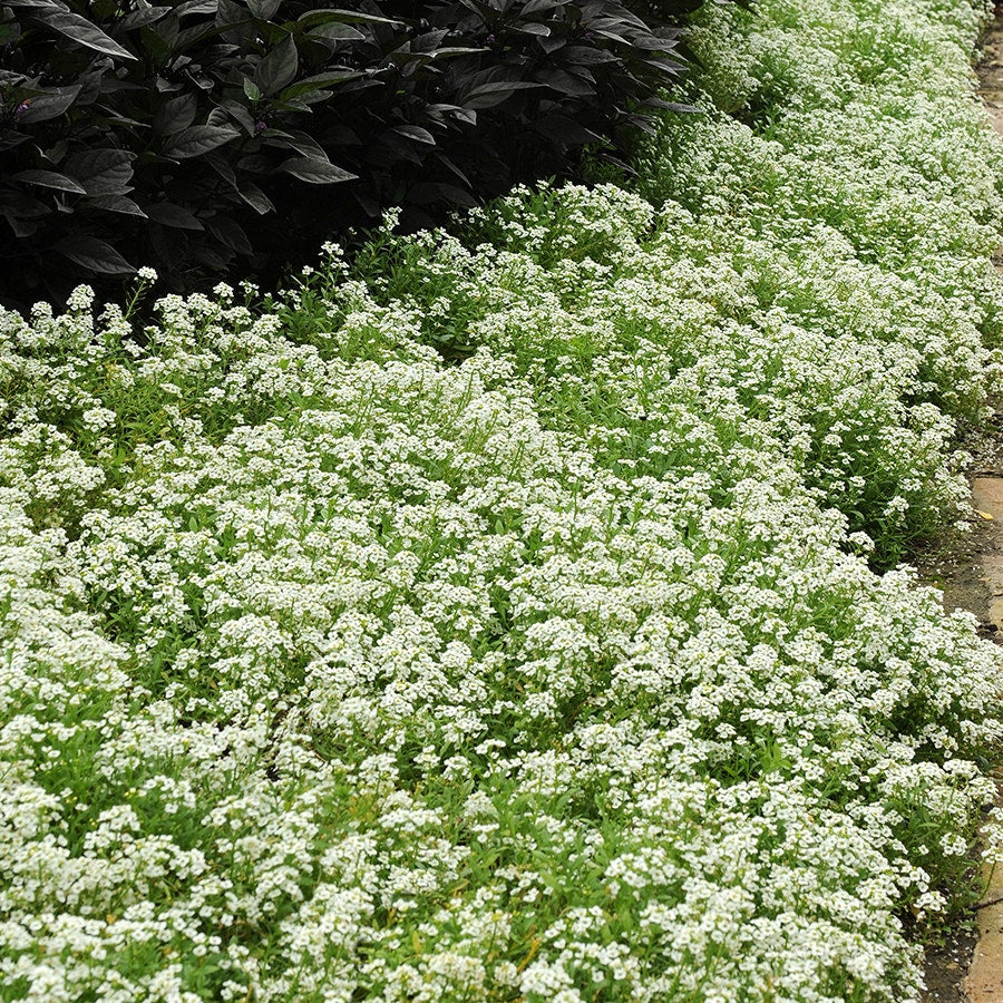 Sow Effortless Collection™ Sweet Alyssum Snow Crystals Seed Tape