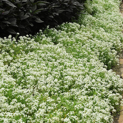 Sow Effortless Collection™ Sweet Alyssum Snow Crystals Seed Tape