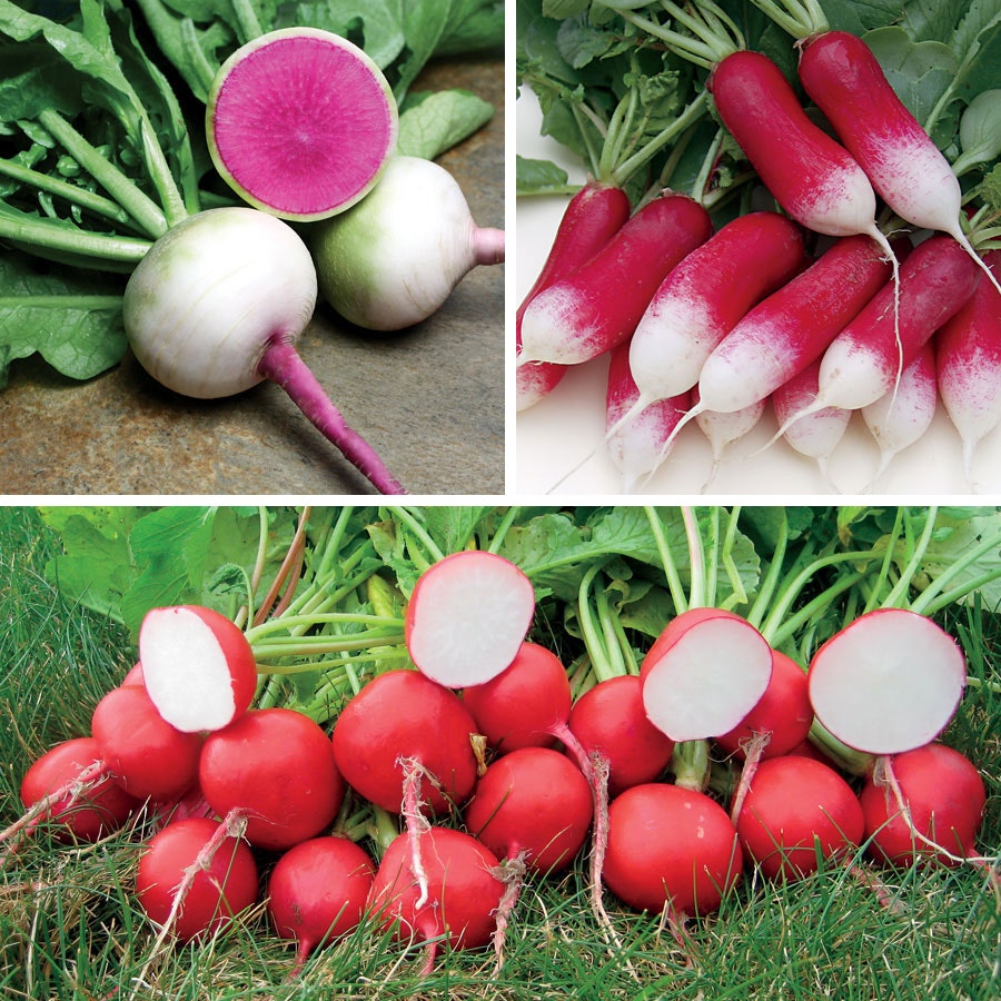 Sow Effortless Collection™ Gourmet Radish Seed Tape Collection