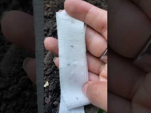 Sow Effortless Collection™ Organic Tricolor Romaine Blend Seed Tape