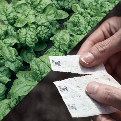 Sow Effortless Collection™ Bloomsdale Long Standing Spinach Seed Tape