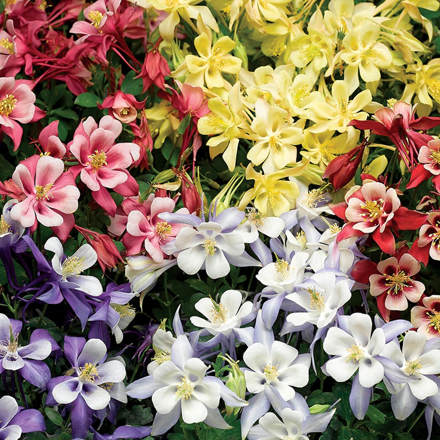 Kirigami Mix Columbine Seeds