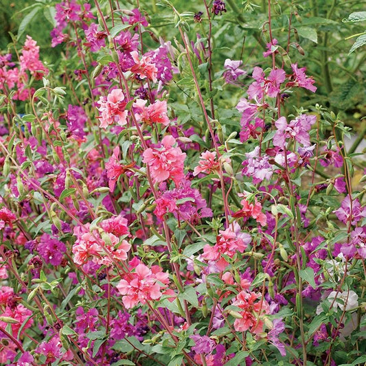 Mountain Garland Wildflower Seeds