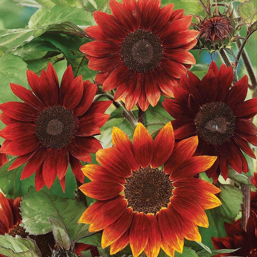 'Midnight Rouge' Sunflower Seeds