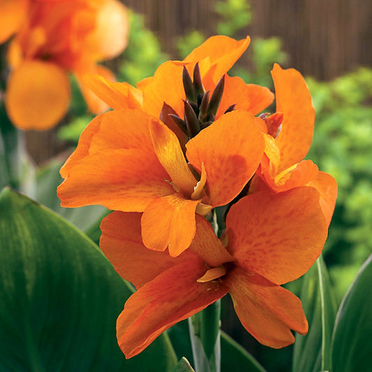 South Pacific™ Orange Canna Seeds