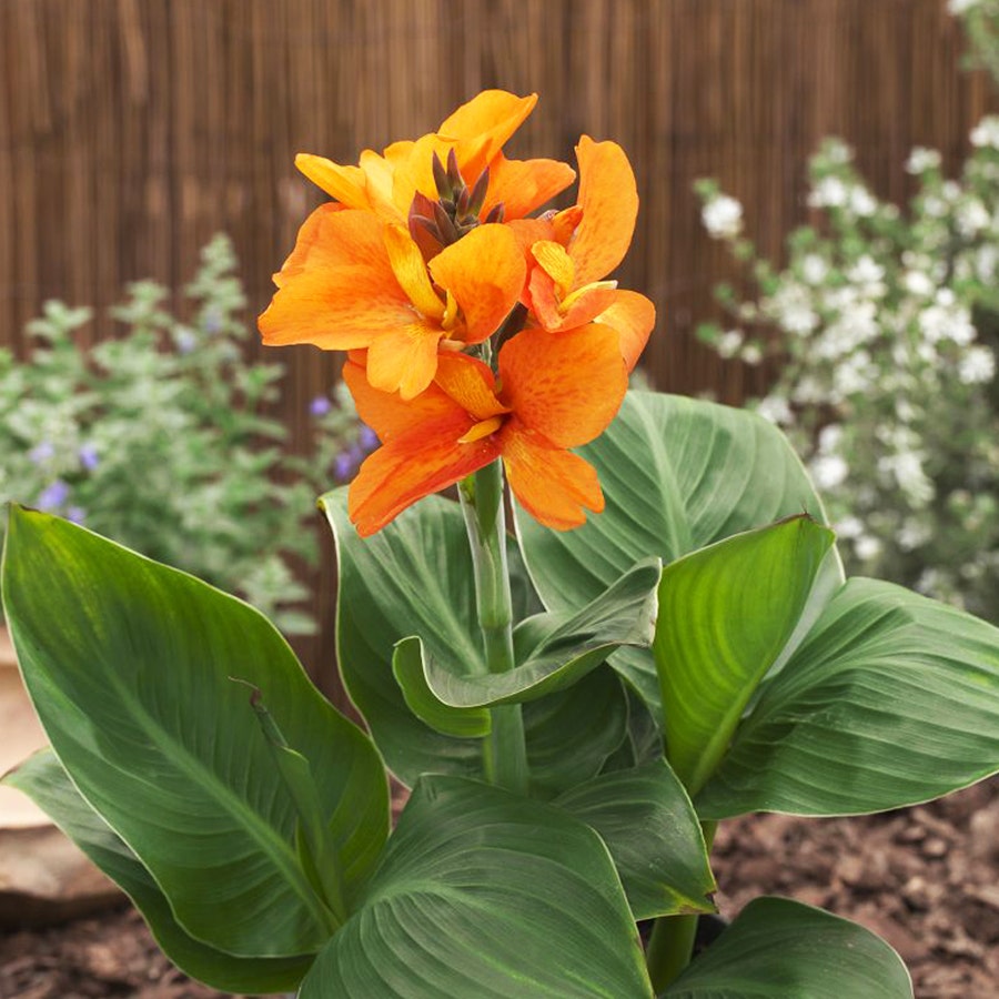 South Pacific™ Orange Canna Seeds