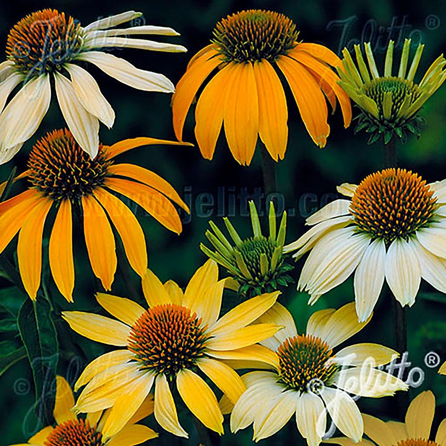 'Mellow Yellows' Coneflower Seeds