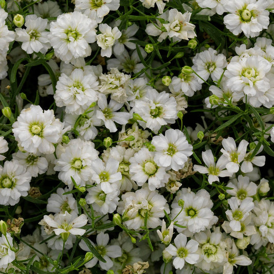 Gypsy White Improved Gypsophila Seeds