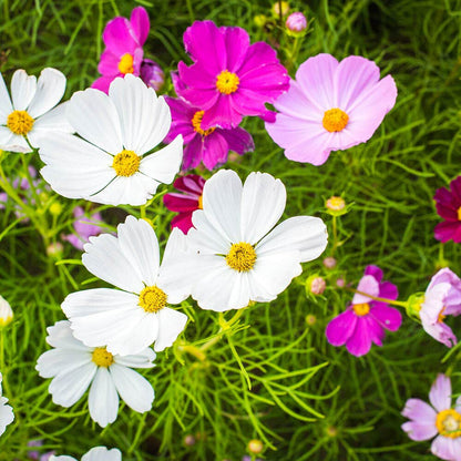 Sea Shells Mix Organic Cosmos Seeds
