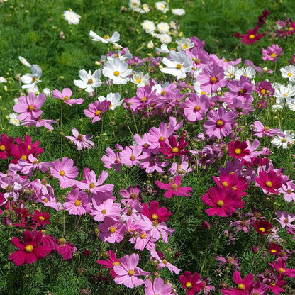 Sea Shells Mix Organic Cosmos Seeds