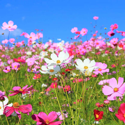 Sea Shells Mix Organic Cosmos Seeds
