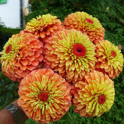 Queeny Lime Orange Zinnia Seeds