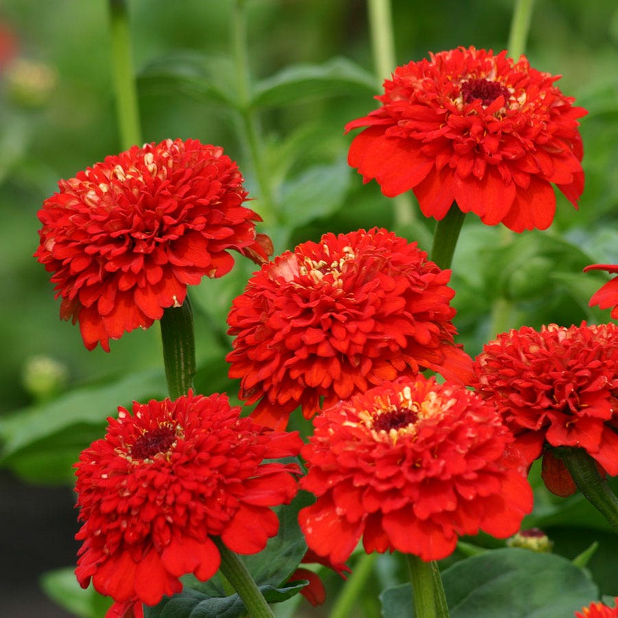 'Zinderella Red' Zinnia Seeds