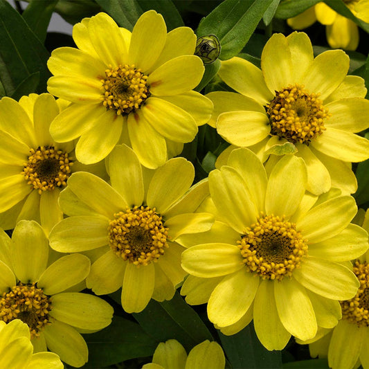 Profusion Lemon Zinnia Seeds