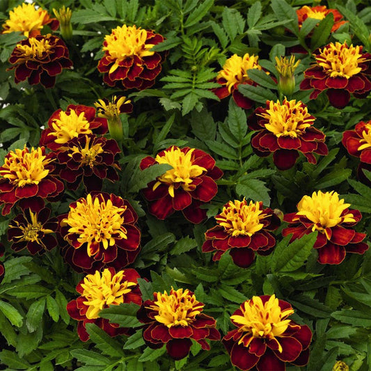 Super Hero™ Spry Marigold Seeds