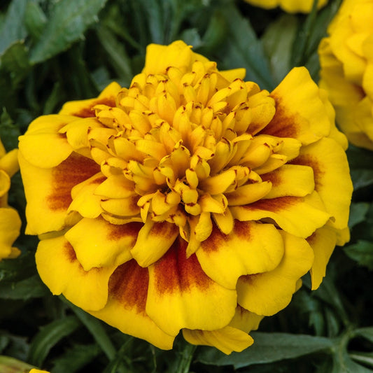 Super Hero™ Yellow Bee Marigold Seeds