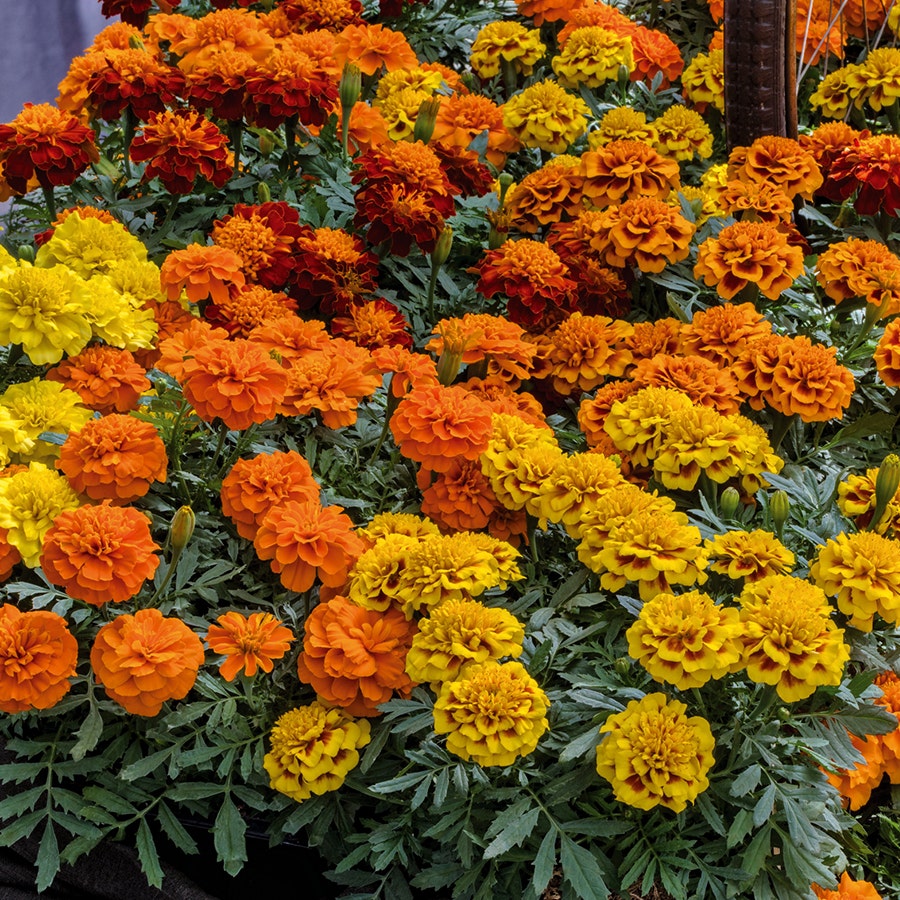Super Hero™ Mix Marigold Seeds