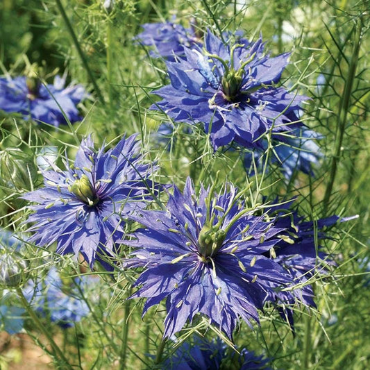 Love in a Mist Miss Jeckyll Seeds