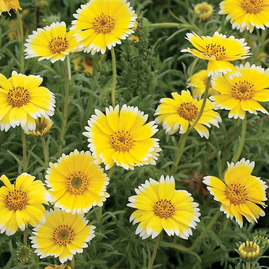 Tidy Tips Wildflower Seeds