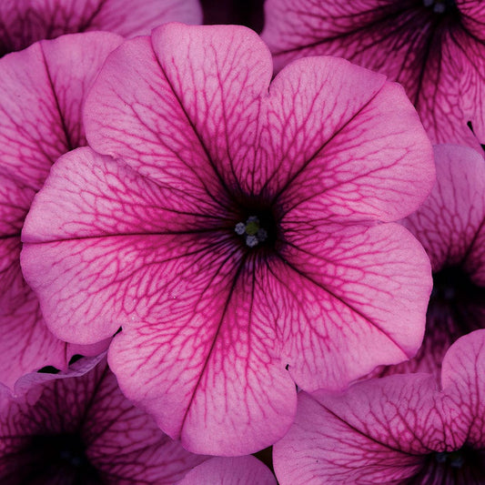 Easy Wave® Rose Fusion Petunia Seeds