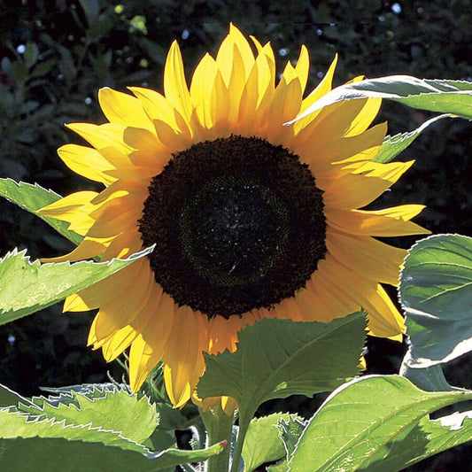 Treetops Hybrid F1 Sunflower Seeds