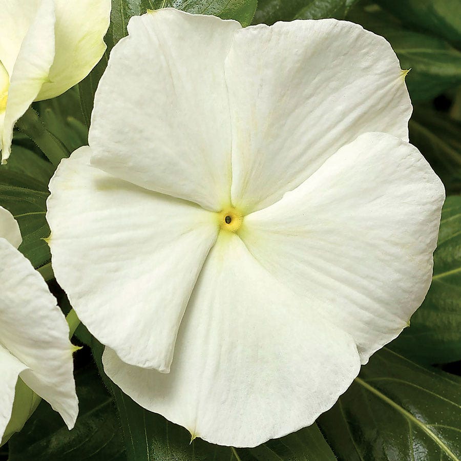 Cora® Cascade White Hybrid Vinca Seeds