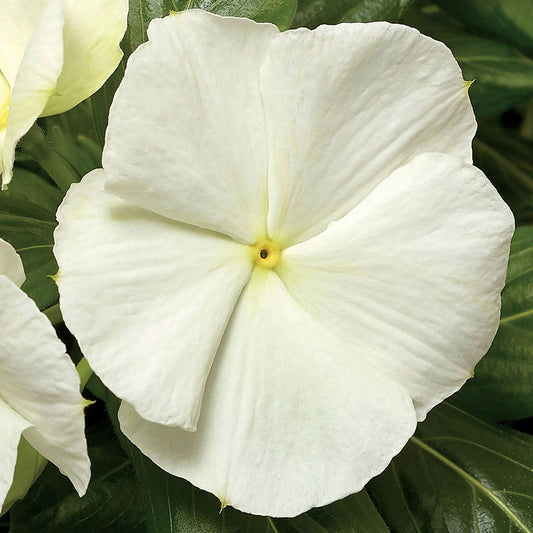 Cora® Cascade White Hybrid Vinca Seeds