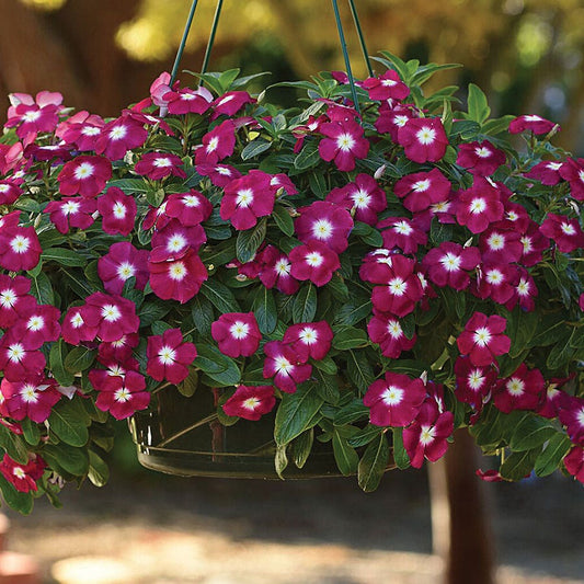 Mediterranean XP Burgundy Halo Vinca Seeds