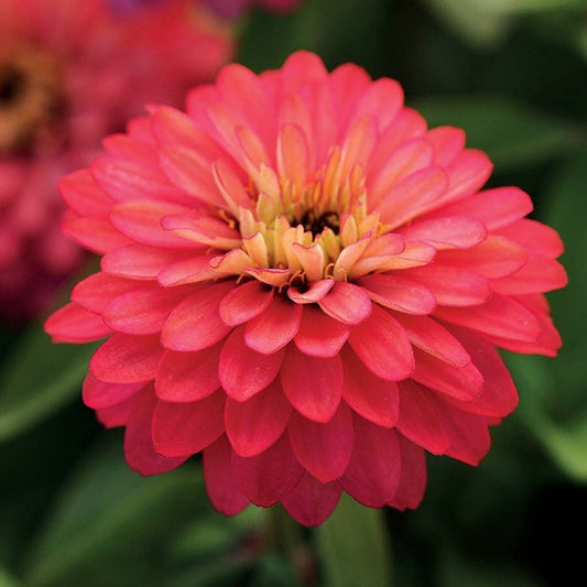 Double Zahara™ Salmon Zinnia Seeds